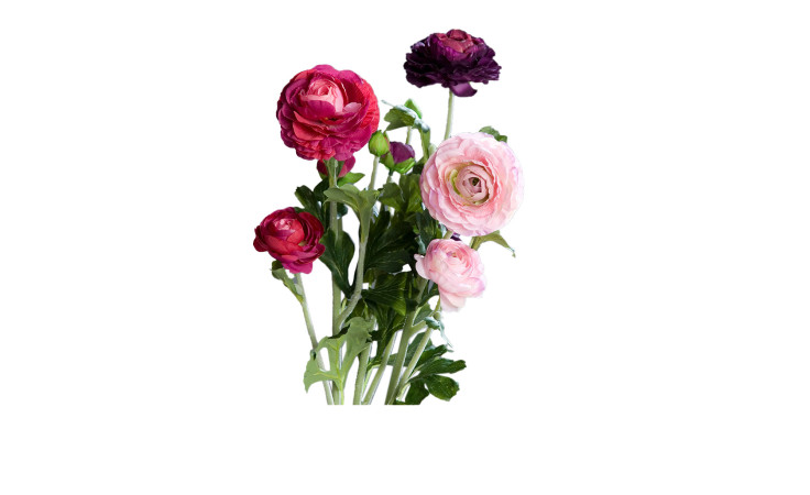 Ranunkel 62 cm: fünf rote, rosa und violette Blüten mit grünen Stielen und Blättern auf weißem Grund.