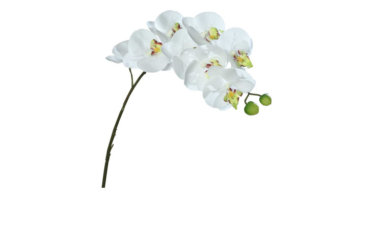 Orchidee-Phalaenopsis 80 cm mit einem grünen Stiel und weißen Blüten.