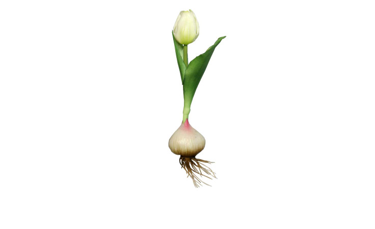 Tulpe mit Zwiebel 17 cm
