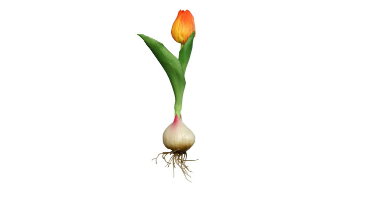 Die Tulpe mit Zwiebel 17 cm von DPI hat gelb-orange Blüten, grüne Blätter und Wurzeln - perfekt für Dekorationen.