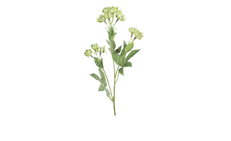 Astrantia 60 cm aus Kunststoff mit grünen Blüten, Stiel und Blätter.