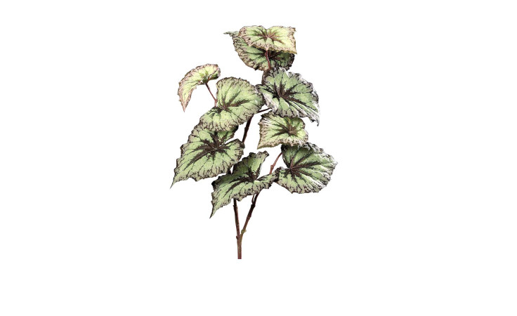 Blattbegonie 67cm in grün 