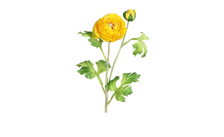 Ranunkel 60 cm in gelb