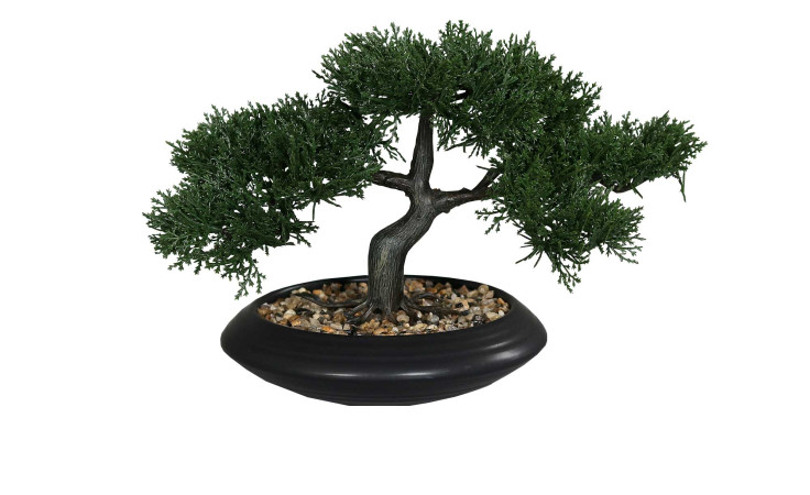 Zedern-Bonsai 20 cm