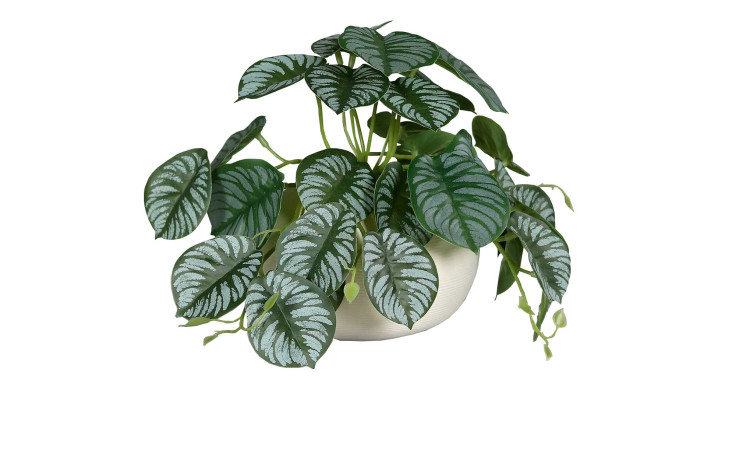 Calathea-Ranke 19 cm