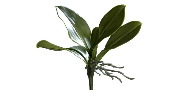 Orchideen-Blattpflanze 25 cm aus Kunststoff in grün mit Wurzel.