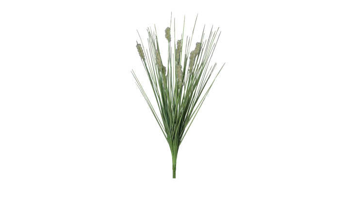 Ein Bündel von Gras mit Fruchtstand 50 cm mit hohen grünen Blättern und beigen Blütenähren, isoliert auf weiß.