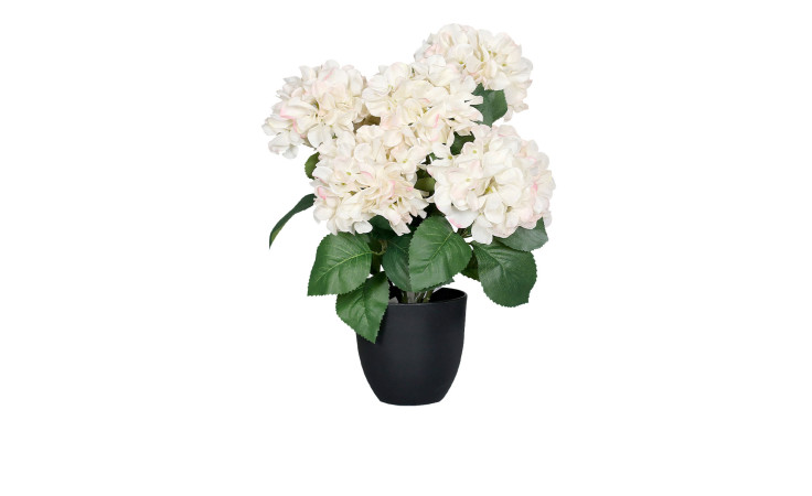 Eine Hortensie 45 cm mit grünen Blättern sitzt in einem schwarzen Kunststofftopf vor einem weißen Hintergrund.