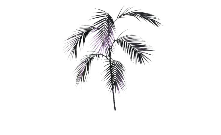 Chico-Zweig 154 cm: Minimalistische Schwarz-Illustration eines einzelnen Palmenblattes mit dünnen, gefiederten Wedeln auf Weiß.