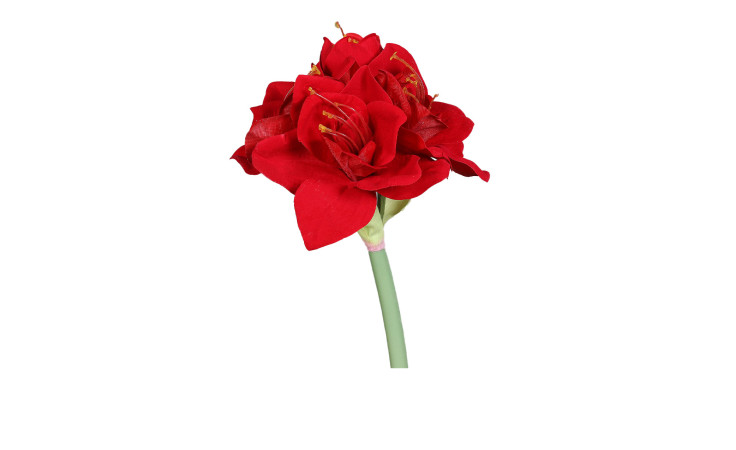 Die Amaryllis 62 cm zeigt eine einzelne mehrblättrige Blüte auf einem grünen Stiel, isoliert vor einem weißen Hintergrund.