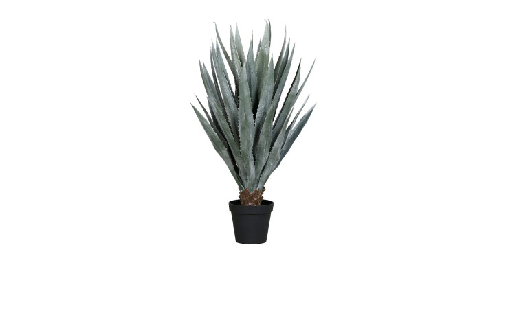 Die DPI Agave 113 cm hat lange, spitze Blätter in einem kleinen Plastiktopf, isoliert auf Weiß.