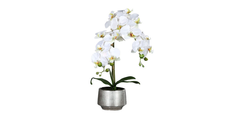 Die Orchidee 60 cm mit grünen Blättern im Keramiktopf, isoliert auf weißem Hintergrund.