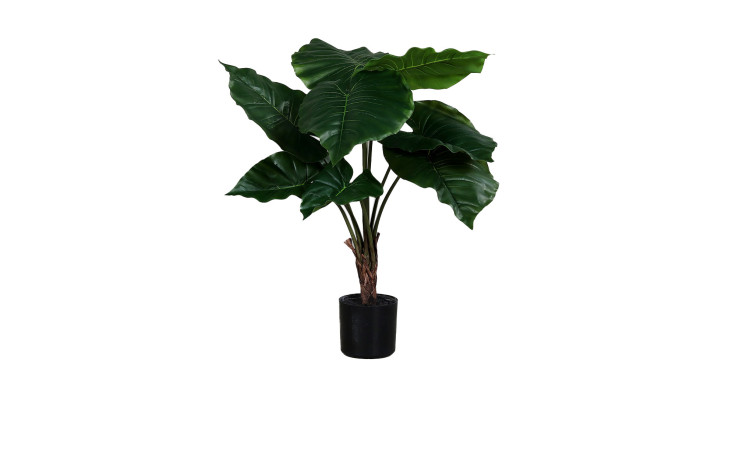 Der Taro 59 cm hat große, glänzend grüne Blätter und wird in einem Keramikübertopf auf weißem Hintergrund geliefert.