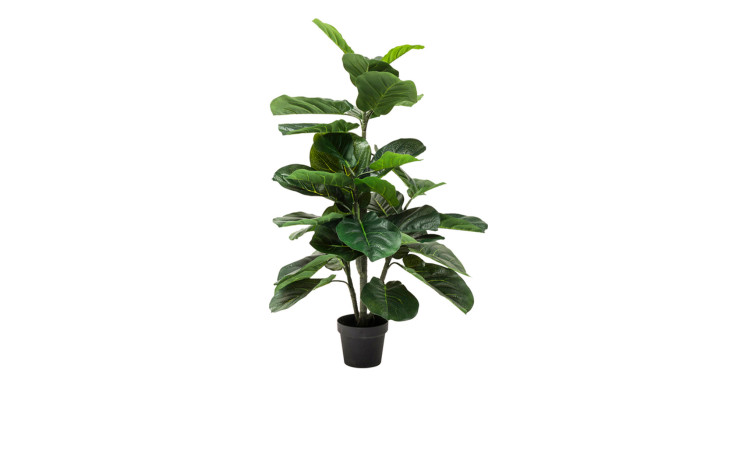 Die Kare Deko-Pflanze Fiddle Leaf hat große, glänzend grüne Blätter und ist auf einem weißen Hintergrund abgebildet.