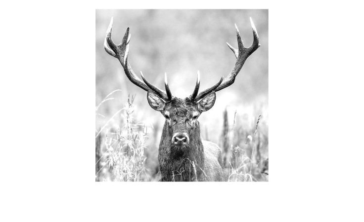 Glas-Art Grey Deer Head 20 x 20 cm. Glasbild mit dem Thema - Tiere.