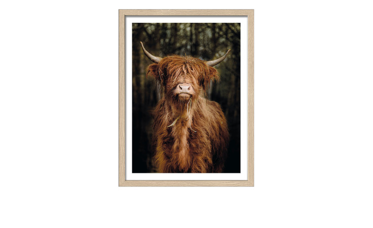 Rahmenbild Scottisch Highland Cattle 33x43 cm von Pro-Art: Highland-Kuh im Wald, holzfarbener Rahmen mit Glas.