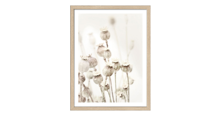 Pro-Art Rahmenbild Getrocknete Mohnblumen 33 x 43 cm: gerahmte getrocknete Mohnblumen mit holzfarbenem Rahmen und neutralem Hintergrund.