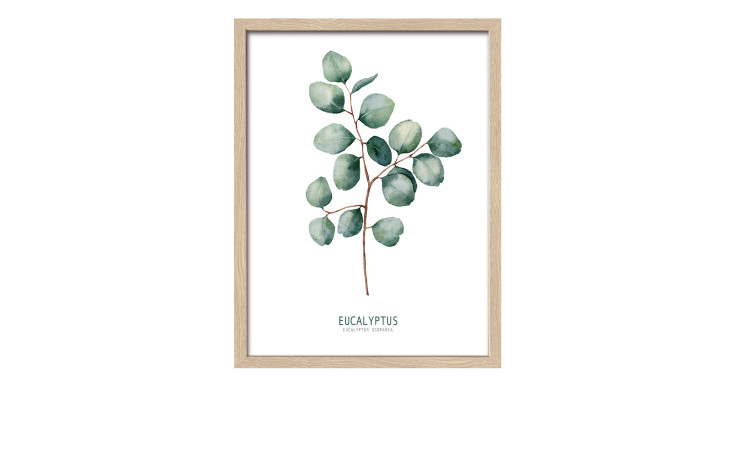 Pro-Art Rahmenbild Different Eucalyptus, 33x43 cm, gerahmter Druck mit beschrifteter Eukalyptuszweig-Abbildung.