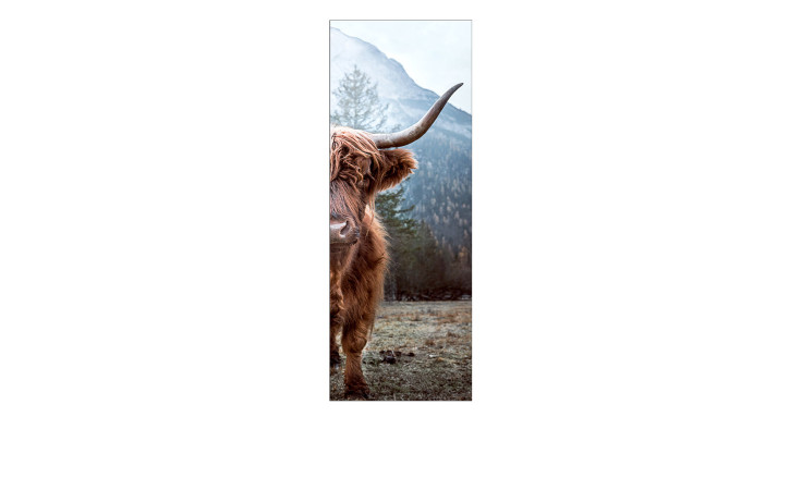 Pro-Art Leinwandbild Scottish Highland Cattle 30 x 80 cm zeigt eine braune Kuh vor bunten Bergen und Kiefern als Wanddeko.