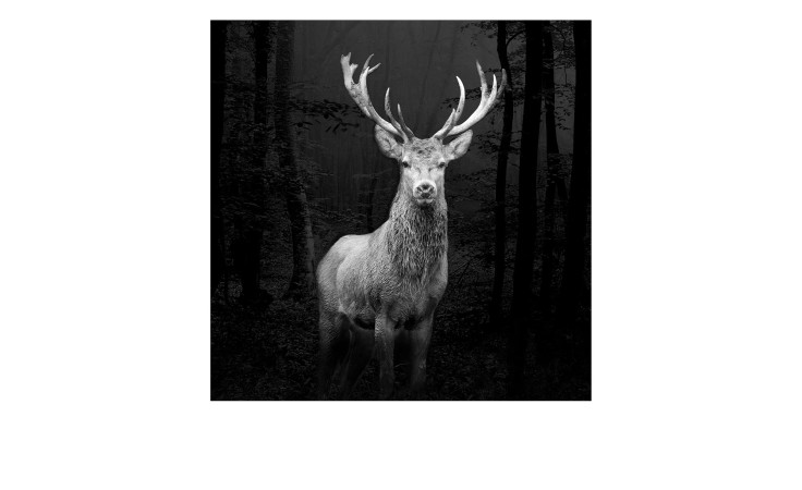 Das Pro-Art Leinwandbild Grey Deer Head 30 x 30 cm zeigt einen Hirsch mit großem Geweih in einem nebligen, schattigen Wald.