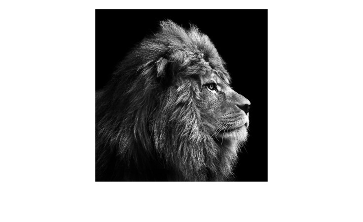 Auffälliges schwarz-weißes Seitenprofil eines Löwen - Leinwandbild Grauer Löwenkopf 30 x 30 cm von Pro-Art.
