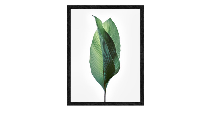 Das Pro-Art Rahmenbild Jungle Leaves I (24 x 19 cm) zeigt ein grünes Blatt auf weißem Grund mit MDF-Träger.