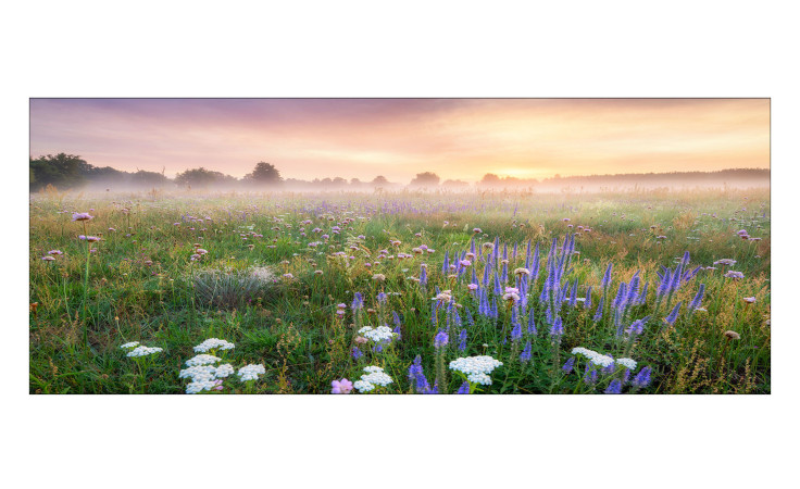 Das Glasbild Morning Haze 30 x 80 cm von Pro-Art zeigt Wildblumen und Gräser im sanften Morgennebel.