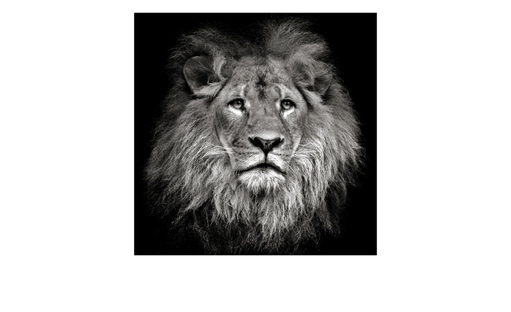 Leinwandbild Lionhead 40x40 cm von Pro-Art: Schwarz-weißer Löwe mit Mähne, ideal als Wanddeko auf MDF.