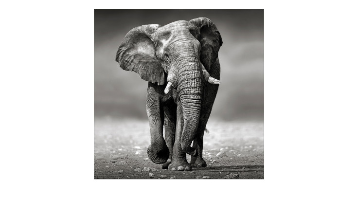 Leinwandbild Grey Elephant 40 x 40 cm von Pro-Art zeigt einen schwarz-weißen Elefanten auf Sand mit unscharfem Hintergrund.