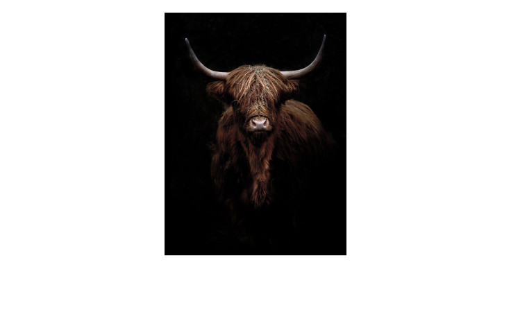 Das Pro-Art Glasbild Scottish Highland Cattle IX (80x60 cm) zeigt eine langhörnige Kuh vor einem schwarzen Glashintergrund.
