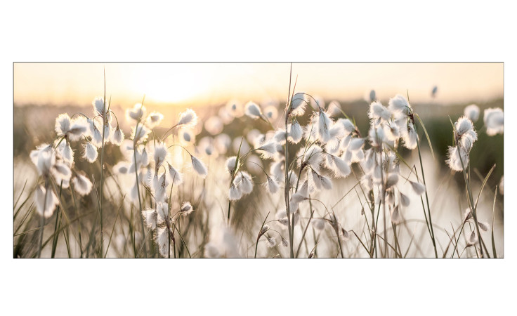 Pro-Art Glasbild Field Flowers In The Sun 50x125cm: Baumwollgras im Sonnenlicht mit beigen Farbtönen, glasartige Reflexion.