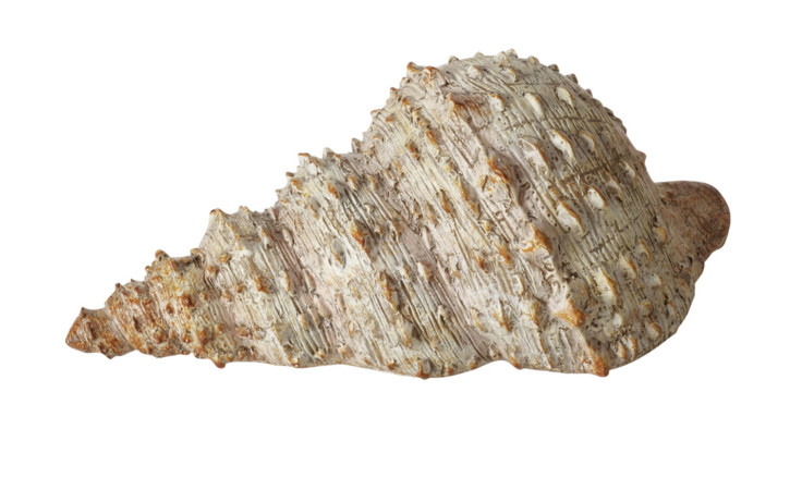 Eine große beige Muschel Bigo Muschel mit Rillen und Unebenheiten, aus Kunststoff, auf weißem Hintergrund dargestellt.