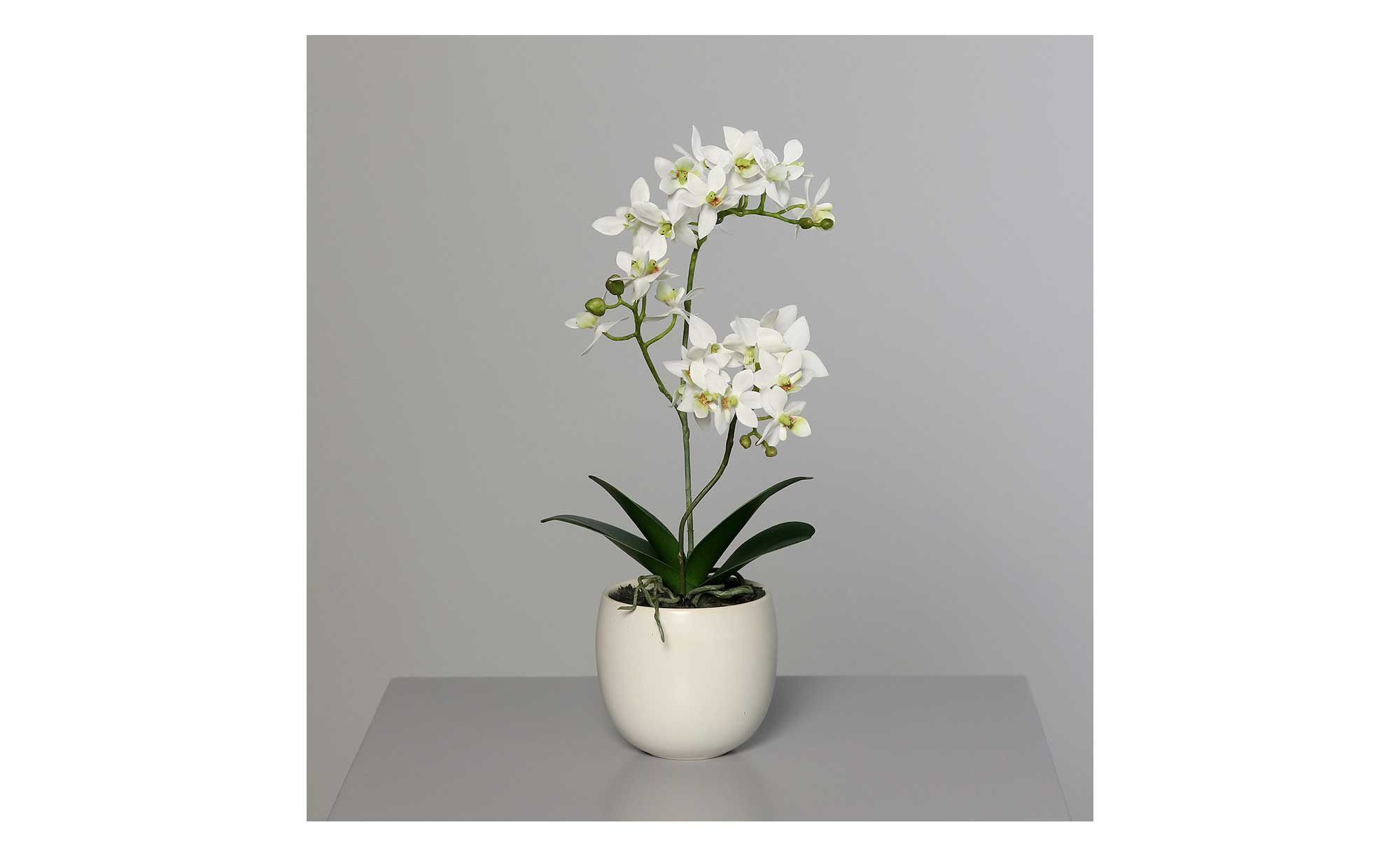 compo herbst-rasen langzeit-dnger Compo Expert Rasendnger mit Unkrautvernichter Floranid  rasenwelt GmbH