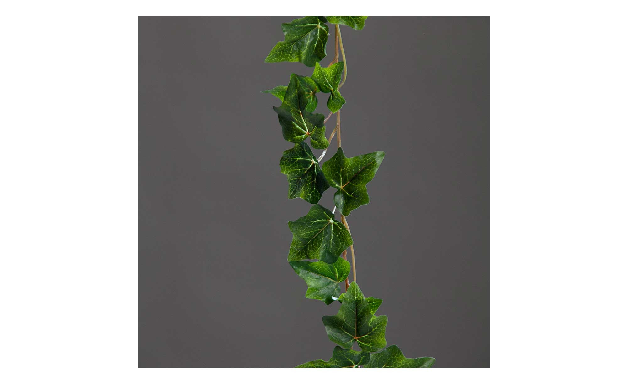 eibe 4 meter kaufen Taxus baccata main image 0