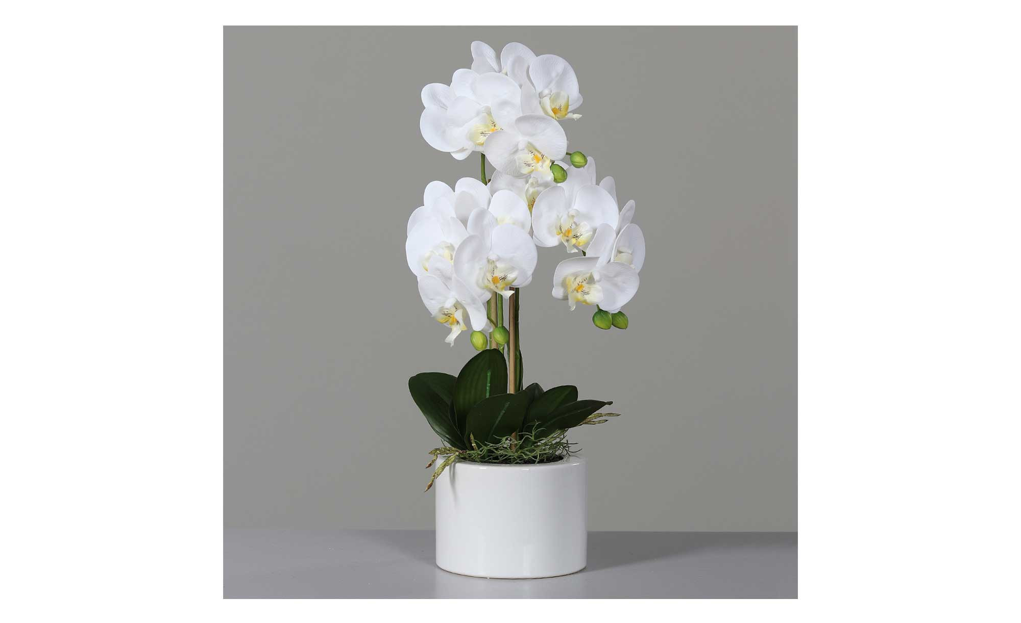 Orchidee-Phalaenopsis 55 cm bei Mbel Heinrich online entdecken