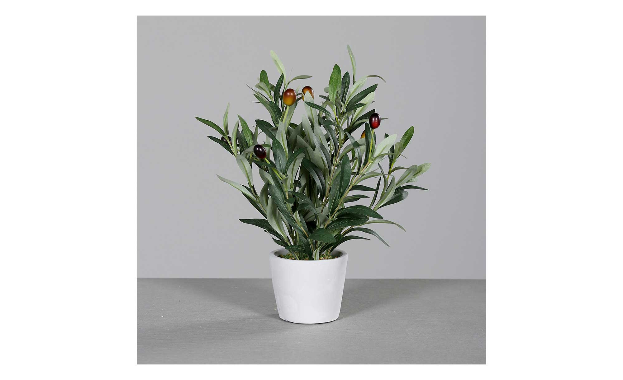 Olivenbaum 32 cm bei Mbel Heinrich online entdecken
