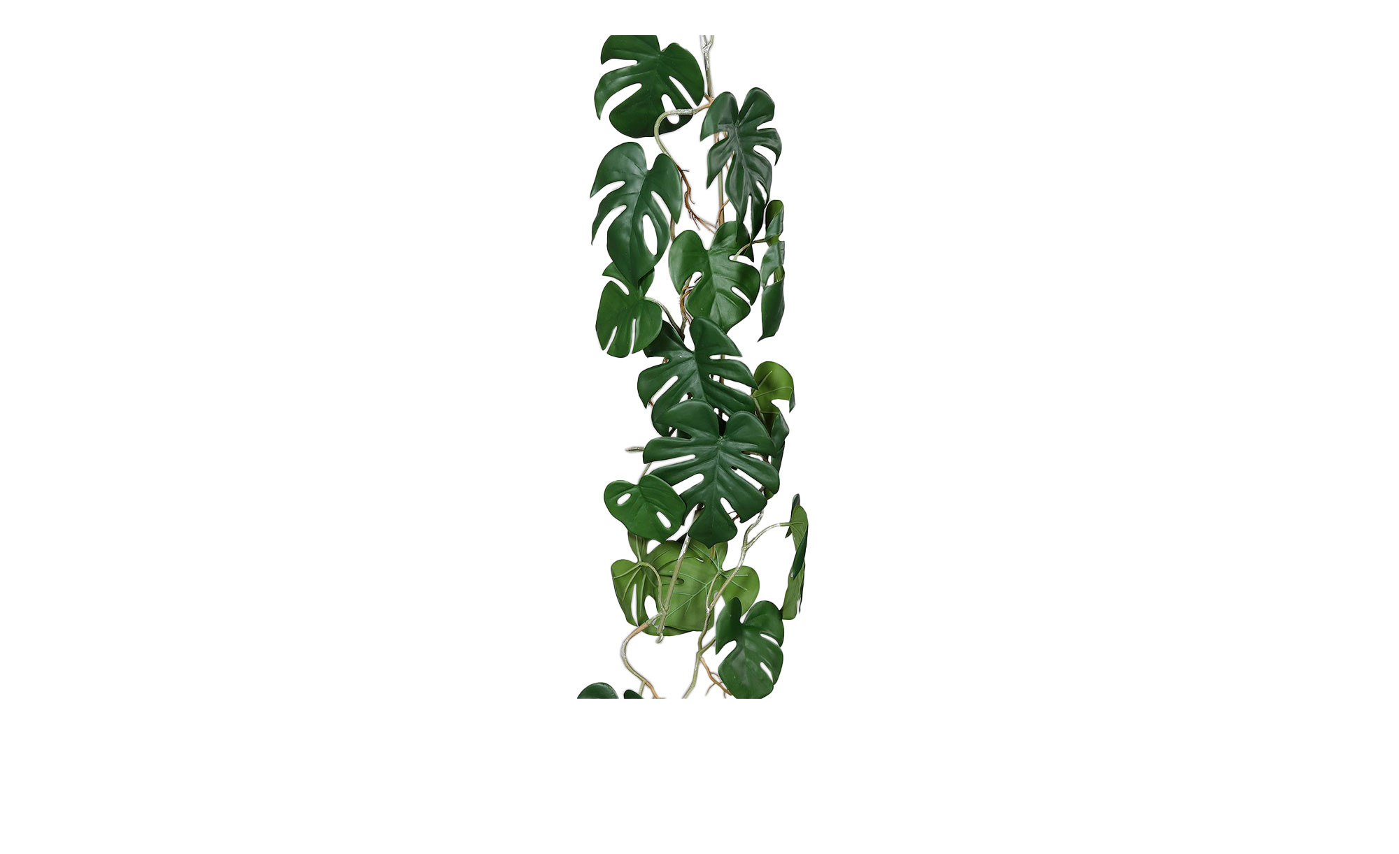 harmala plant Syrian Rue Plant, Peganum harmala main image 1