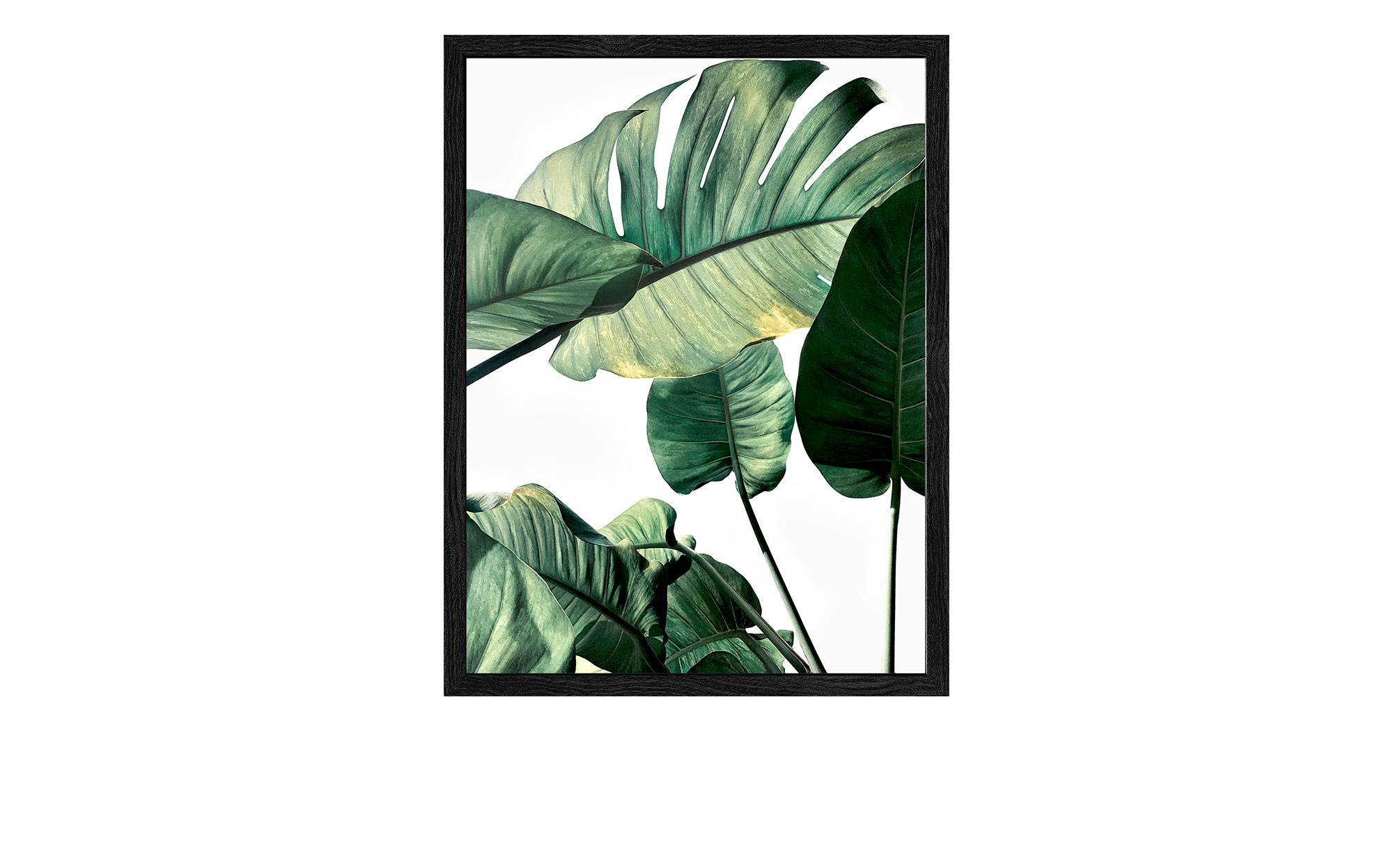 golden dragon philodendron Philodendron Variegated 'Golden Dragon Mint' (327W13)