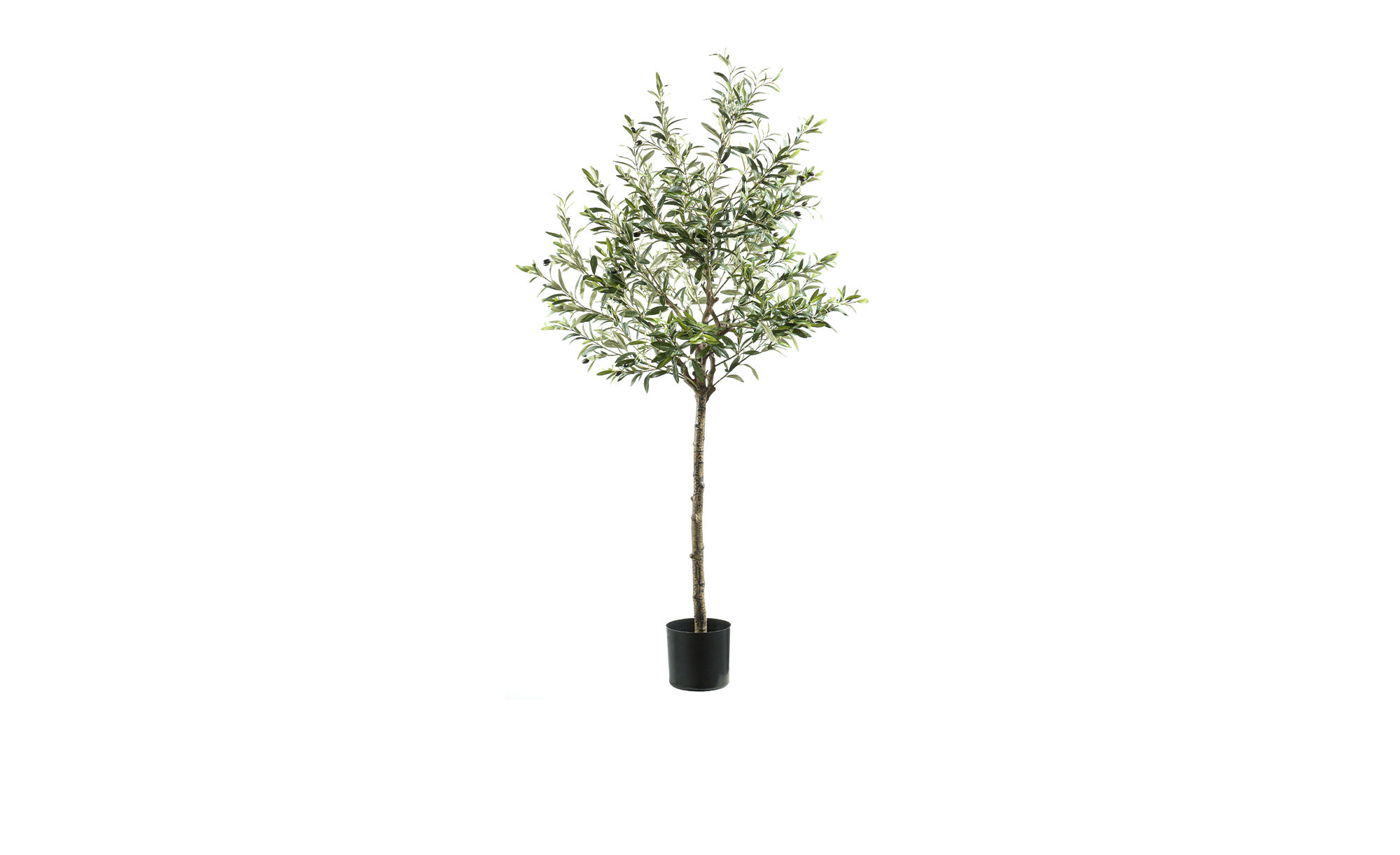 rhododendron englisch English Roseum Rhododendron Shrub- Elegant rose pink flowers bloom in –  Online Orchards