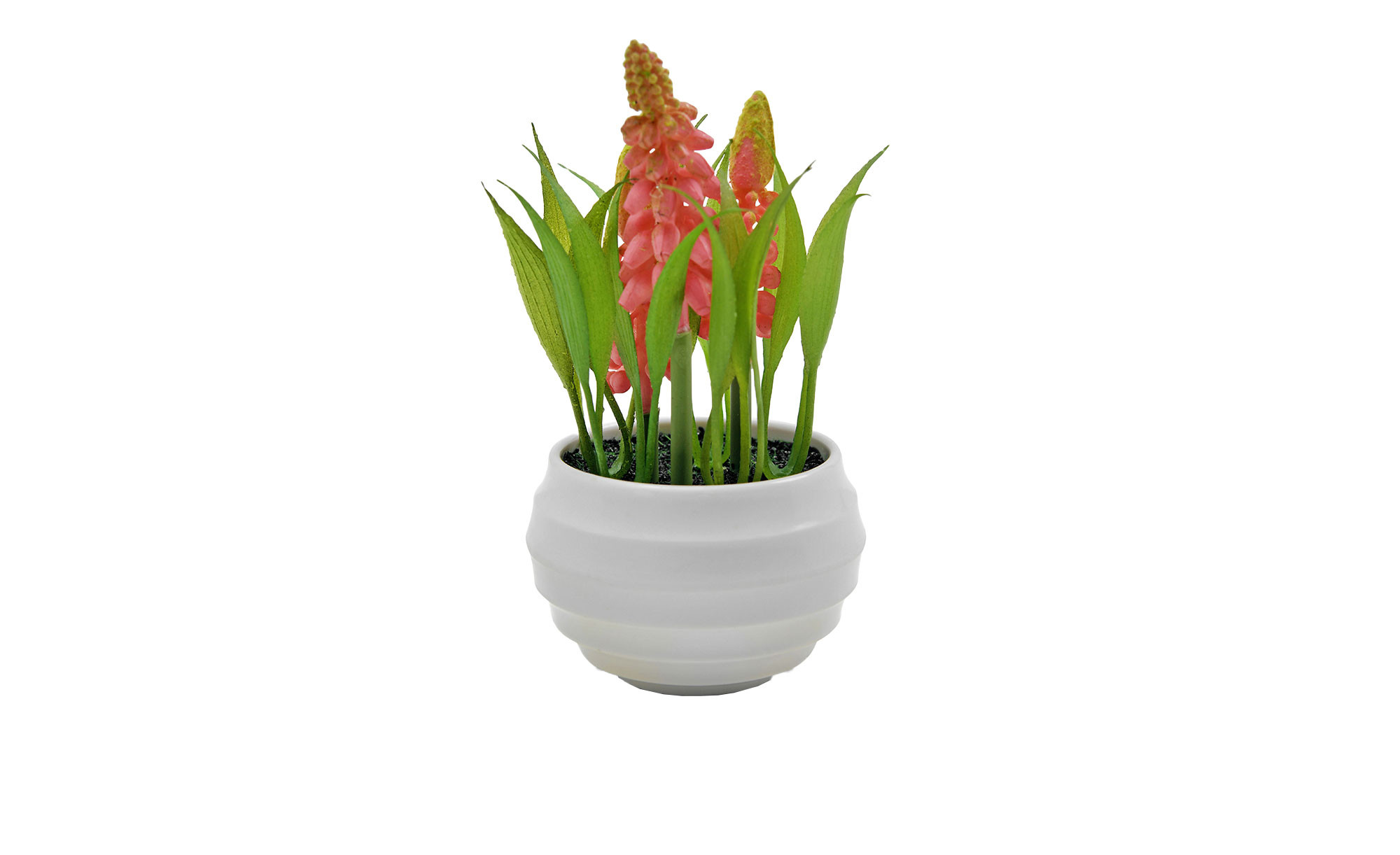 strelitzia nicolai katzen Große Strelitzie kaufen – Green Me Up main image 0