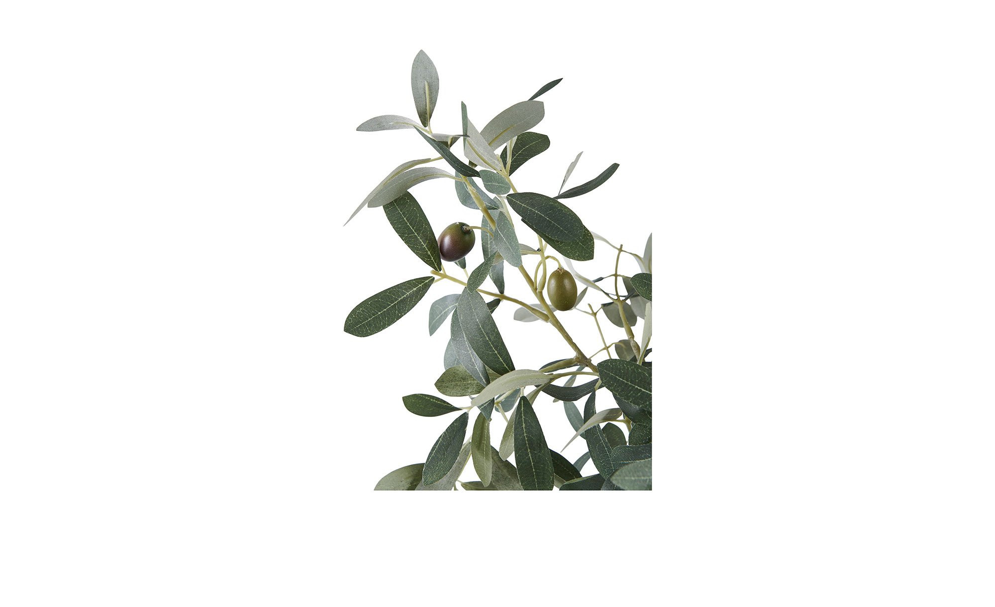 rhododendron kaufen 2m Jetzt Rhododendron Alpenrose Hecke 'Cunningham`s White' online kaufen bei  Bohlken Pflanzenversand – Bohlken Pflanzenversand GbR
