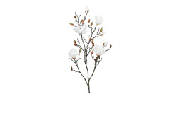 Magnolie 110 cm 