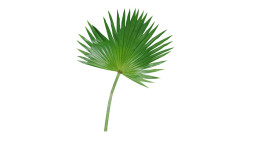 Palmwedel 77 cm aus Kunststoff in grün.