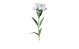 Dianthus 55 cm aus Kunststoff mit weißen Blüten und grünen Stiel und Blätter.