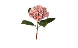 Hortensie 52 cm in Rosa