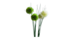 Allium 60 cm in weiß