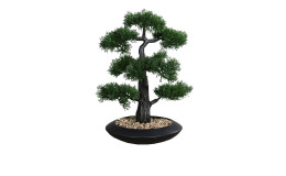 Zedern-Bonsai 44 cm