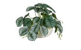 Calathea-Ranke 19 cm