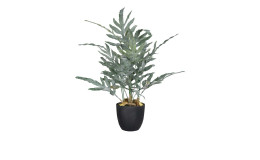 Farn 50 cm in einem schwarzen Pflanztopf