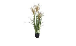 Miscanthus-Gras 101 cm 